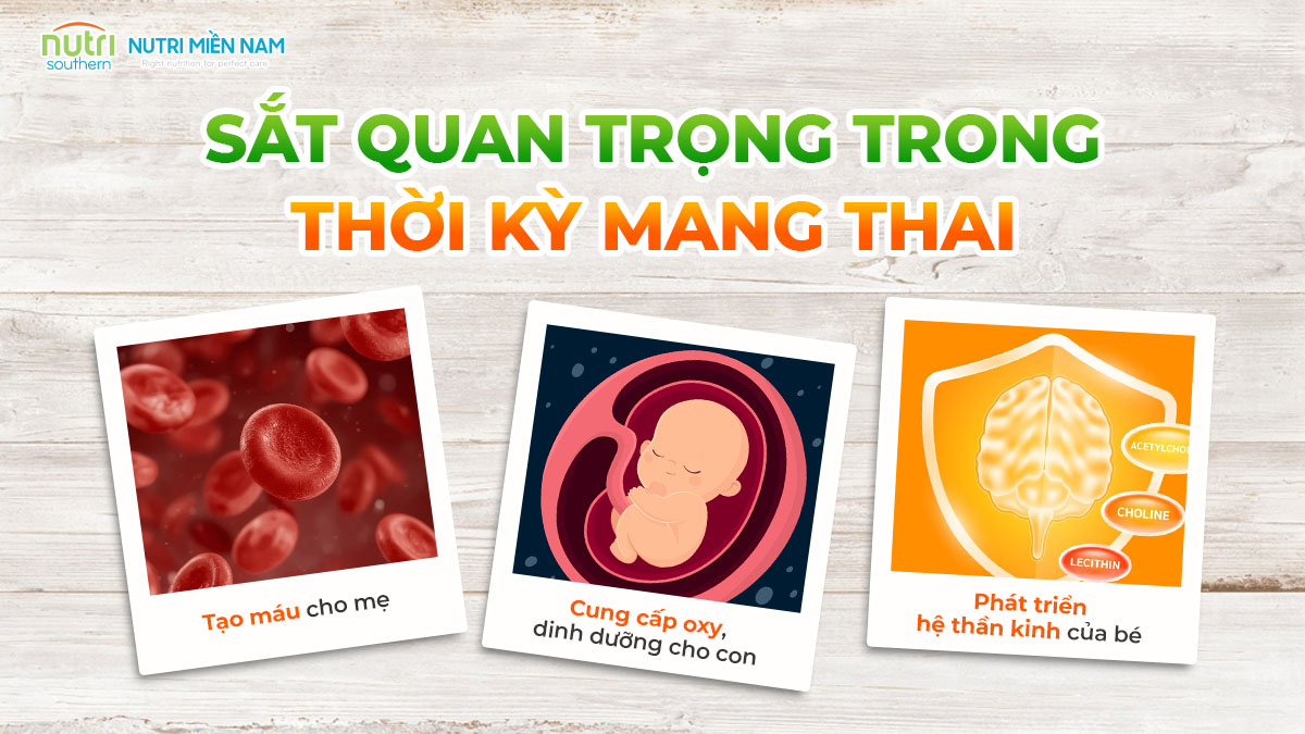 Sắt quan trọng trong thời kỳ mang thai Sắt quan trọng trong thời kỳ mang thai